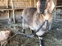 母山羊, Beetal goats — 照片 3