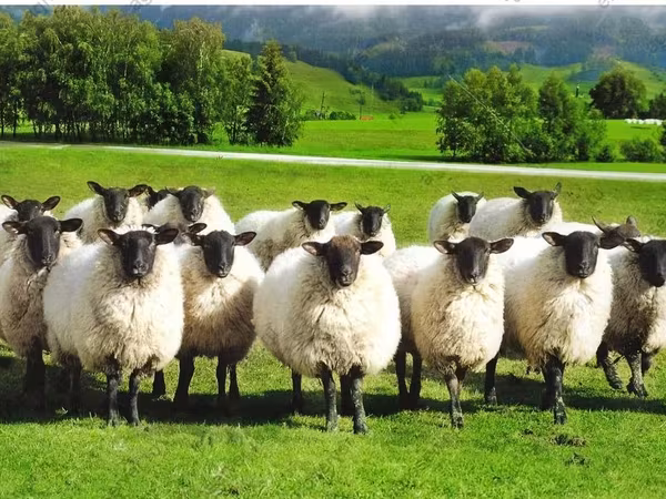 母羊, Romanov sheep