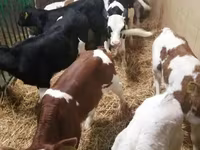 ІҚМ (топ, жынысы көрсетілмеген), Simmental cattle — 2-сурет
