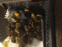 Ducks — फ़ोटो 2
