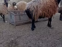 Schaf, Schafe — Foto 6