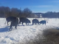 Vaca, Aberdeen-Angus — foto 8