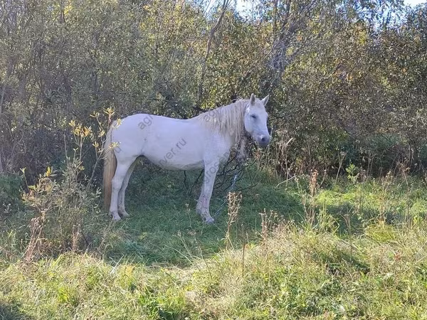 母马, Trakehner — 俄罗斯