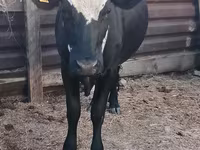 Сиыр, Russian Black pied cattle — 3-сурет