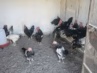 Chickens — Foto 3