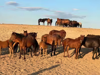 Madyan, Mugalzhar horse — foto 4