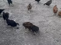 Chickens — Foto 2