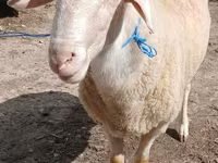 كبش, Assaf sheep — الصورة 3