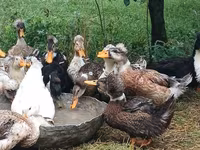 Ducks — Foto 4