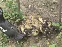 Hausente — Foto 4
