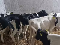 ثور, Russian Black pied cattle — الصورة 4