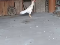 Chickens — Foto 1