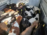 Toro, Ganado vacuno — foto 2
