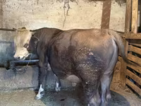 Toro, Ganado vacuno — foto 3