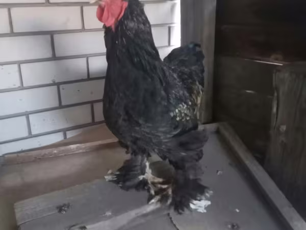 Brahma