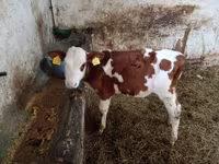 Bulle, Simmental cattle — Foto 3