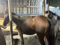 母马, Horses — 照片 2