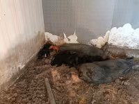 Sow, Pigs — photo 8