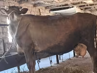 Vaca, Swiss cattle — foto 8