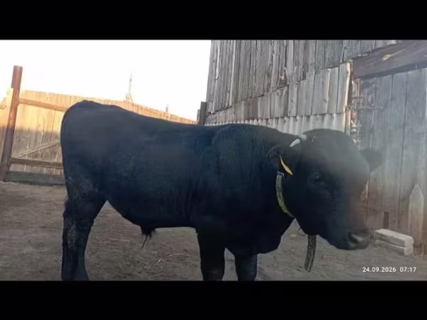 Bull, Swiss cattle