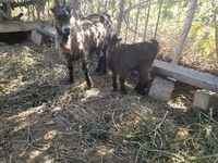 Cabra, Cabras — foto 4