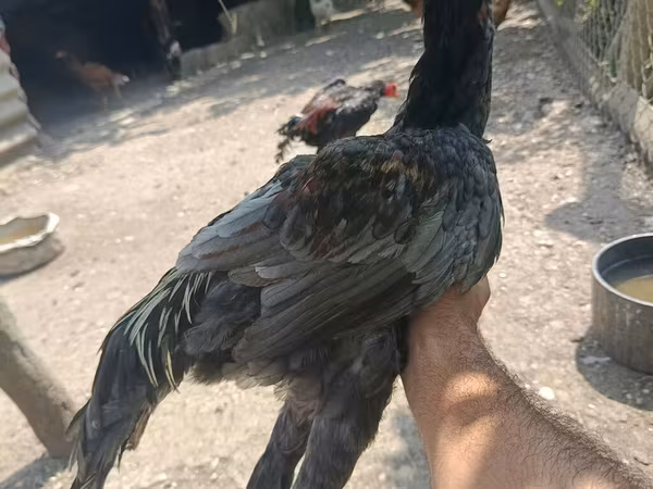 Chickens