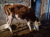 Qoramol (partiya, jinsi ko‘rsatilmagan), Simmental cattle — 1-rasm