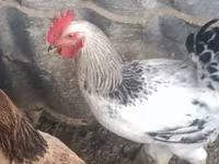 Chickens — Foto 1