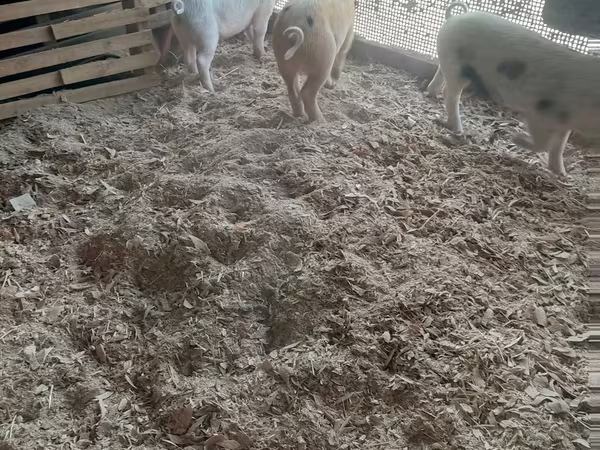 Schweine (Partie, Geschlecht nicht angegeben),  — Kasachstan