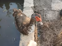 Ducks — Foto 8