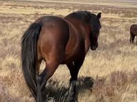 Hengst, Kazakh horse — Foto 2