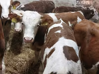 Buğa, Simmental cattle — foto 6