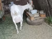 Ziege, Saanen goat — Foto 3