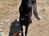 Dişi keçi, Kamori goats — foto 1