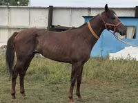Caballo, Arabian horse — foto 8