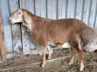Carnero, Arashan sheep — foto 6