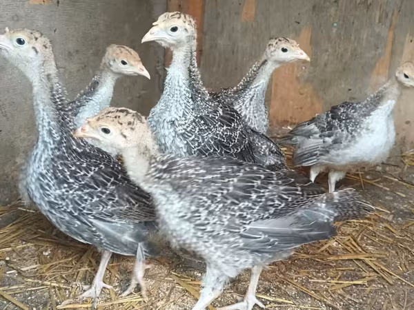 Turkeys