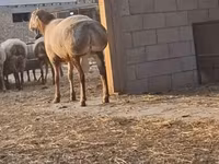 كبش, Hissar sheep — الصورة 2