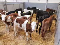 İribuynuzlu mal-qara (partiya, cinsi göstərilməyib), Simmental cattle — foto 1