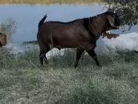Taka, Nubian Goat — 1-rasm