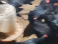 Australorp — 2-rasm