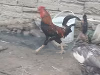 Chickens — foto 3