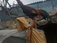 Chickens — Foto 4