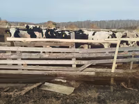 母牛, Cattle — 照片 1
