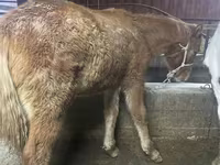 公马, Yakutian horse — 照片 4