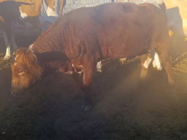 Toro, Ganado vacuno