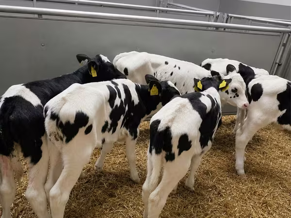 ثور, Russian Black pied cattle
