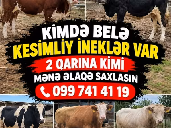 Kuh, Rinder