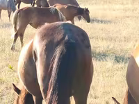 Yegua, Kazakh horse — foto 3