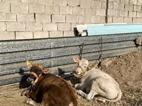 Cow, Alatau breed — photo 4